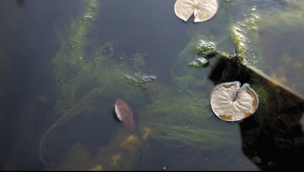 Glony nitkowate w zbiorniku wodnym. Zwalczanie glonów nitkowatych w oczku wodnym i stawie. Ochorona przed glonami w oczku wodnym. Preparat hamujący rozwój glonów i brązowych alg.