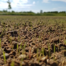 Kiełkowanie nasion na nowym trawniku