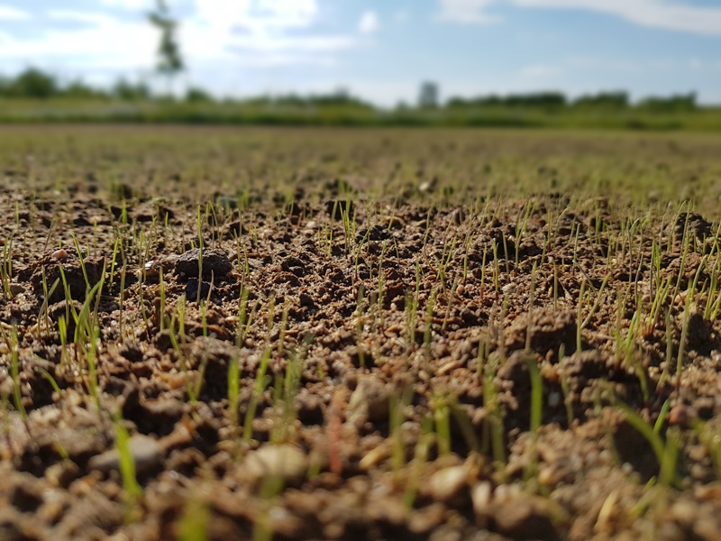 Kiełkowanie nasion na nowym trawniku