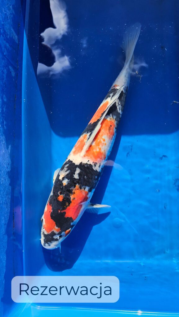 Karp KOI Showa 50 cm - rezerwacja