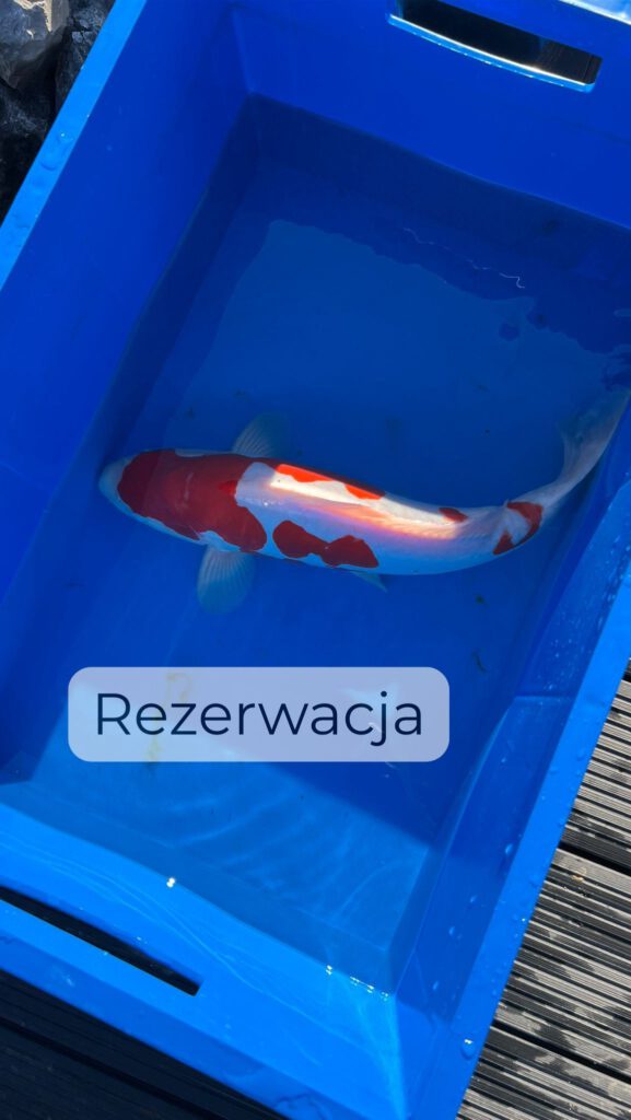 Sprzedaż Japońskich karpi KOI. Karpie KOI z Lublina.
