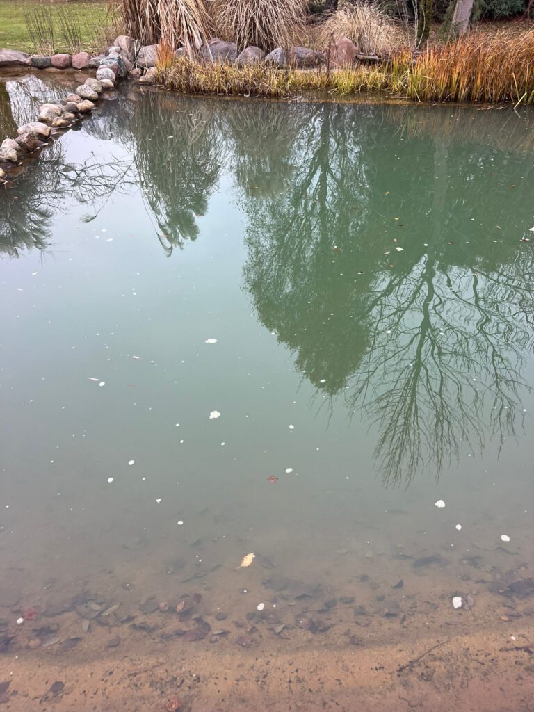 mętna woda w oczku wodnym - jak usunąć