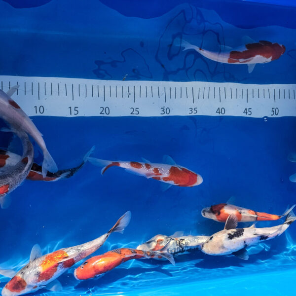 Ozdobne koi z japońskich hodowli - Tosai Mix