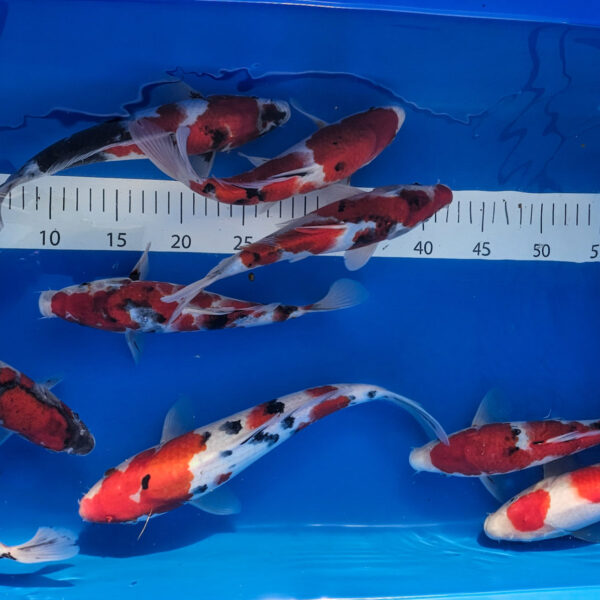 Ryby koi z japońskich hodowli - Nisai Mix