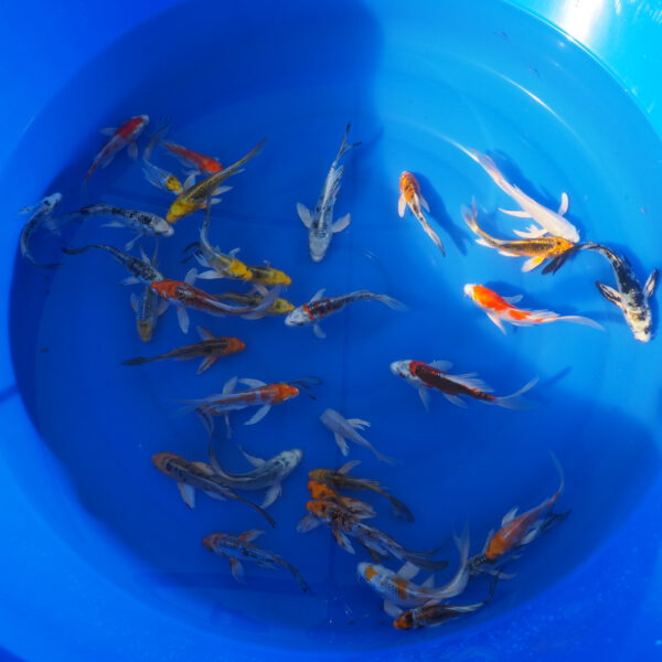 Ryby koi z japońskich hodowli o smukłej sylwetce i charakterystycznych długich płetwach.